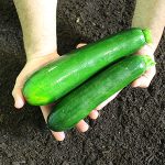 Courgettes