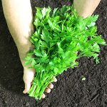 Ceci est la photo d'une botte de persil plat