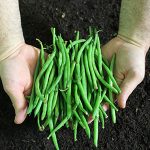 Haricots verts