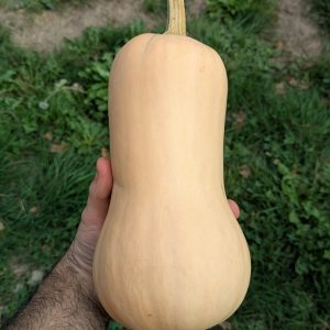 Courge Butternut