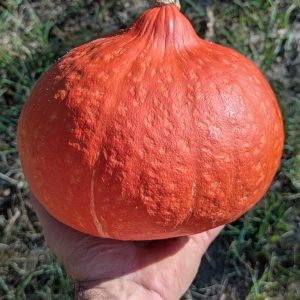 Courge Potimarron