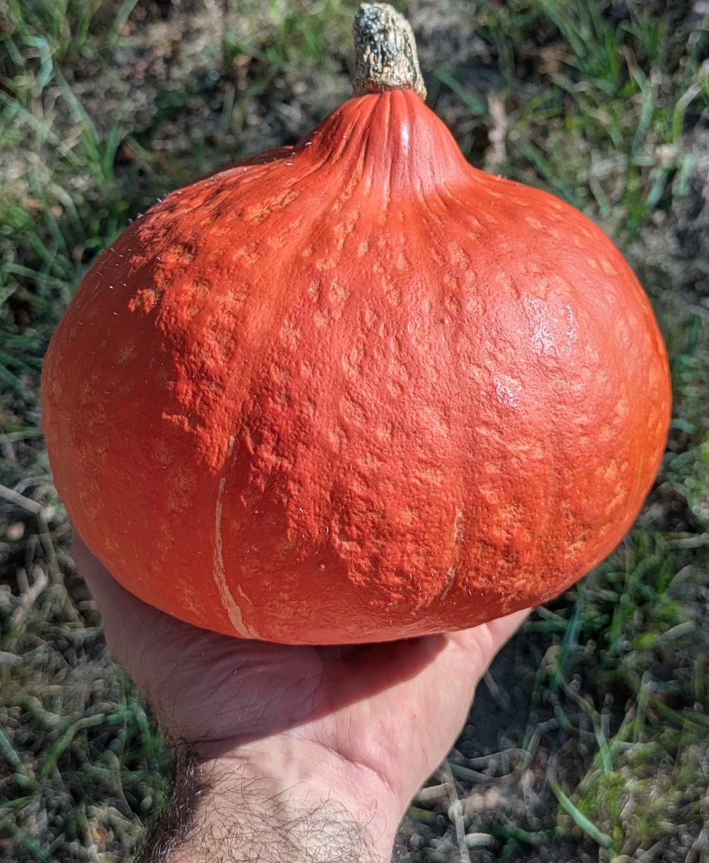 Courge Potimarron