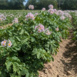 Pommes de terre chair ferme