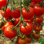 Ceci est la photo de tomates cerises