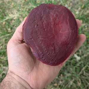 Betterave rouge cuite