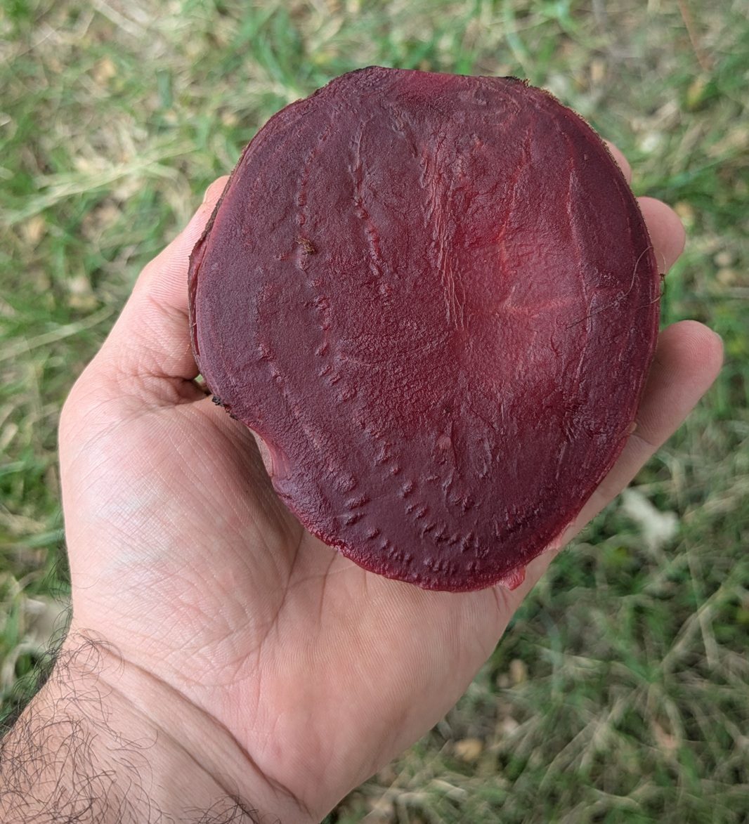 Betterave rouge cuite