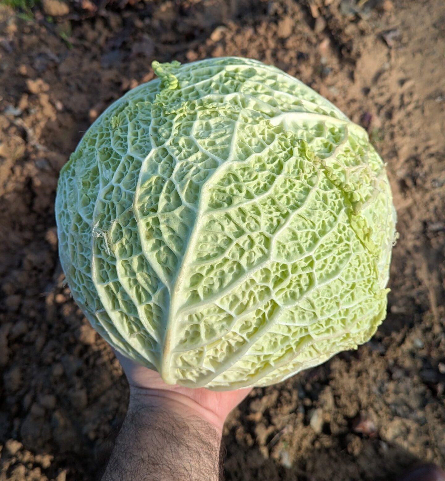 Chou Fleur bio - Ferme Au Fil des Cesson, Cesson-Sévigné