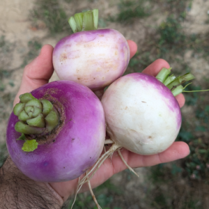 Navet violet