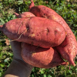 Patate douce