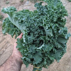 Chou kale