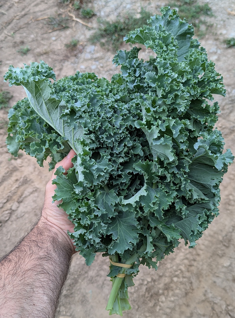 Chou kale