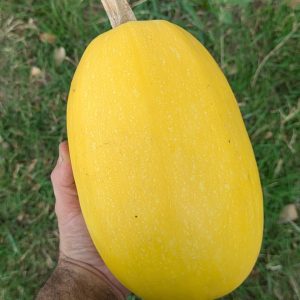 Courge Spaghetti