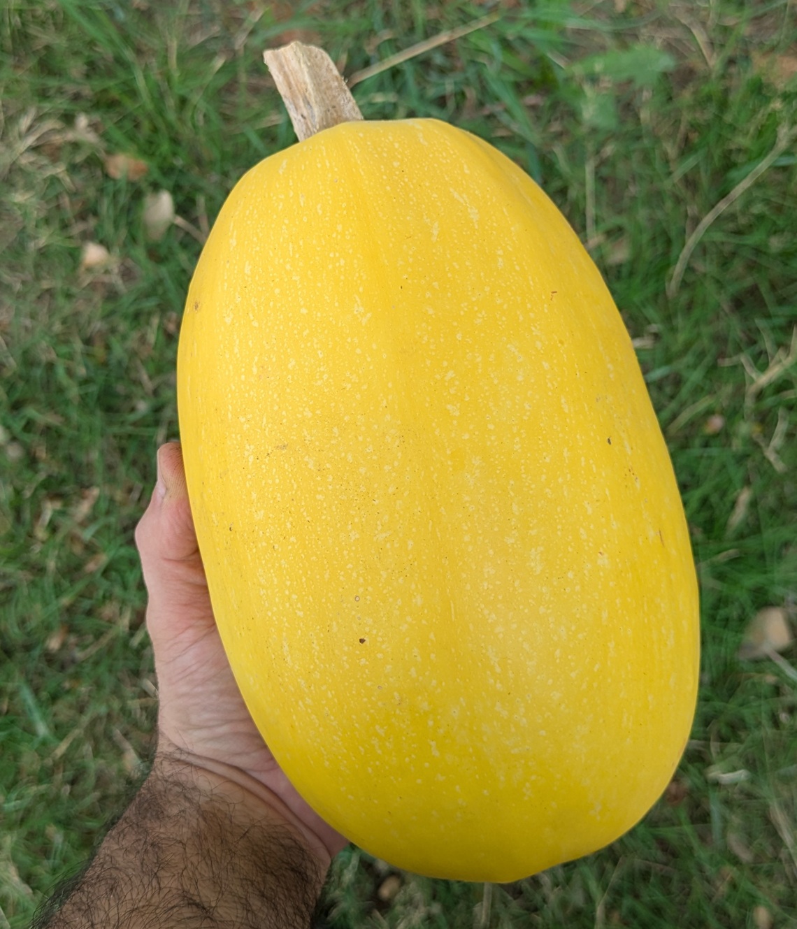 Courge Spaghetti