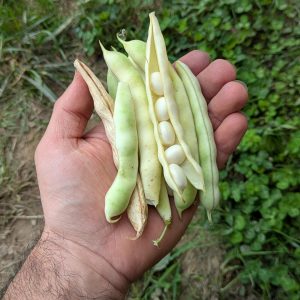 Haricots coco blancs