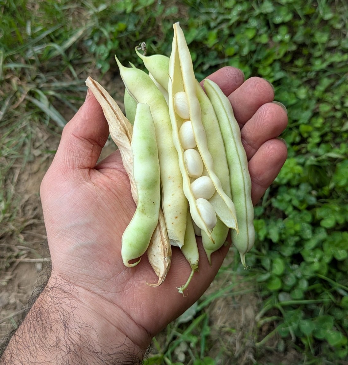 Haricots coco blancs