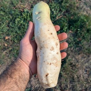 Radis blanc « daikon »