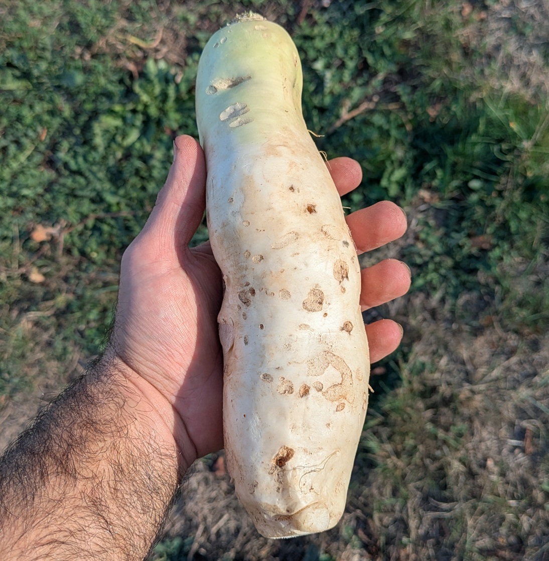 Radis blanc "daikon"