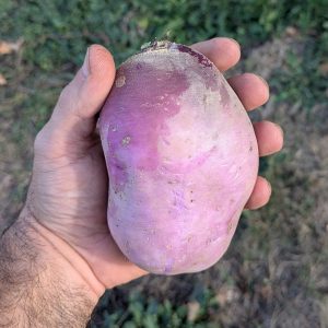 Radis violet « blue meat »