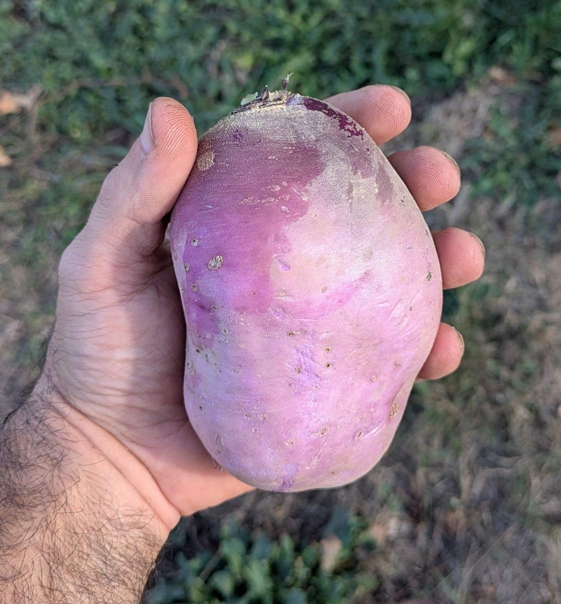 Radis violet "blue meat"