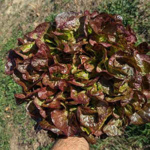 Salade