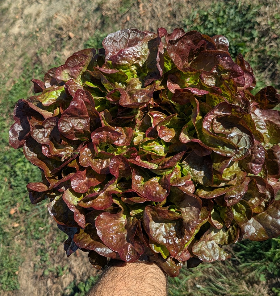 Salade – Image 2
