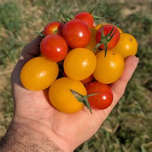 Tomates cerises